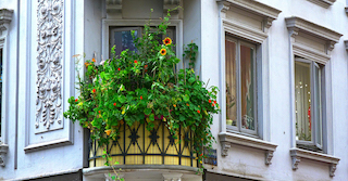 kleiner Balkon eines blauen Hauses mit mehreren grünen Pflanzen